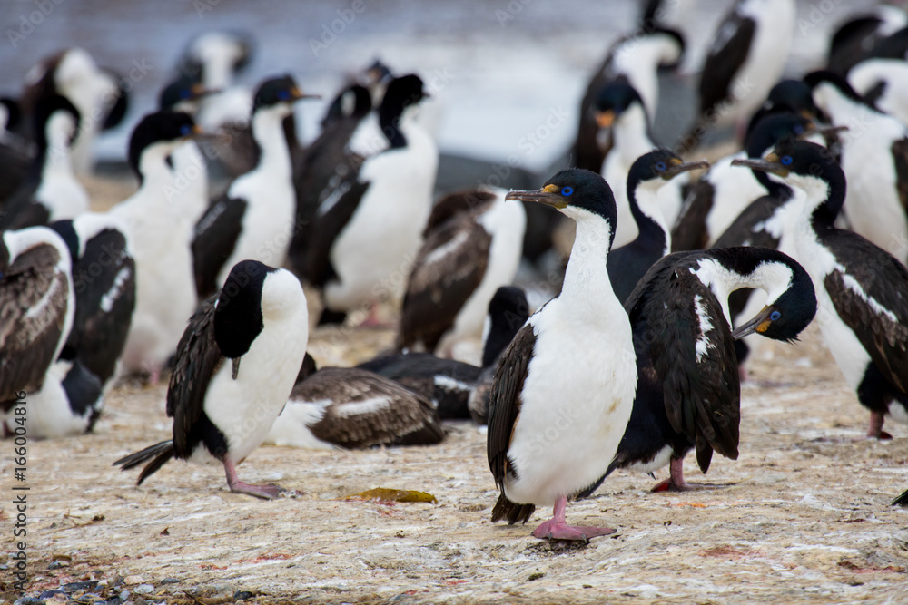 Obraz premium Imperial shag - King cormorant