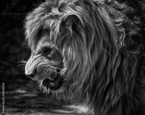 Fototapeta Naklejka Na Ścianę i Meble -  Growling male African lion (in B&W, retro style)