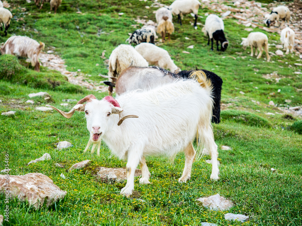 Obraz premium Mountain Goat