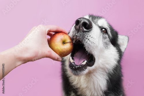 dog looks at apple in human hand hand