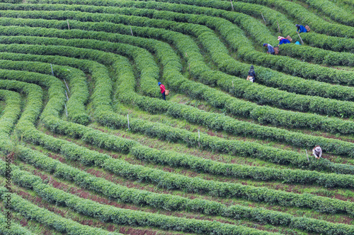 High hill green tea plantaion, natural landscape background