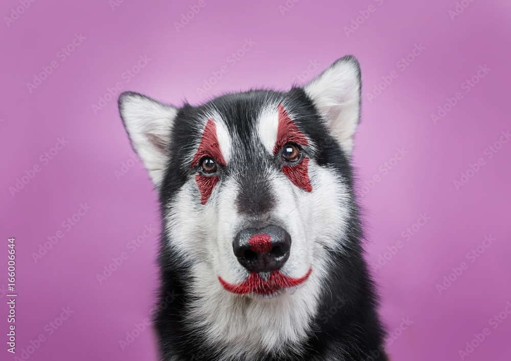 dog with clown makeup