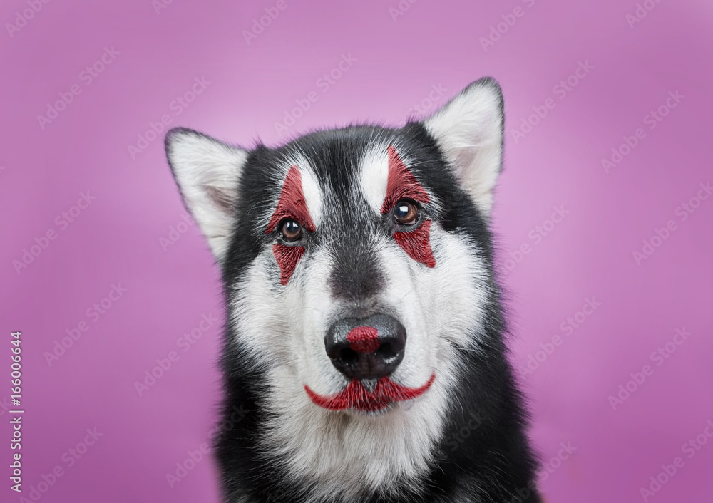 dog with clown makeup dog with clown makeup