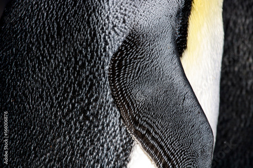 King penguin feather side close-up