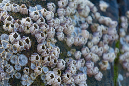 barnacle group on the beach photo