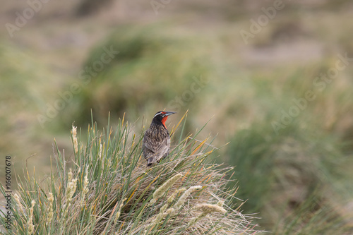 Long tailed meadowlark (military starling) photo