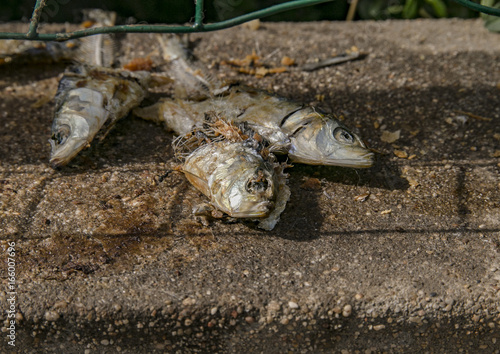 The dead fish. Shot in Portugal