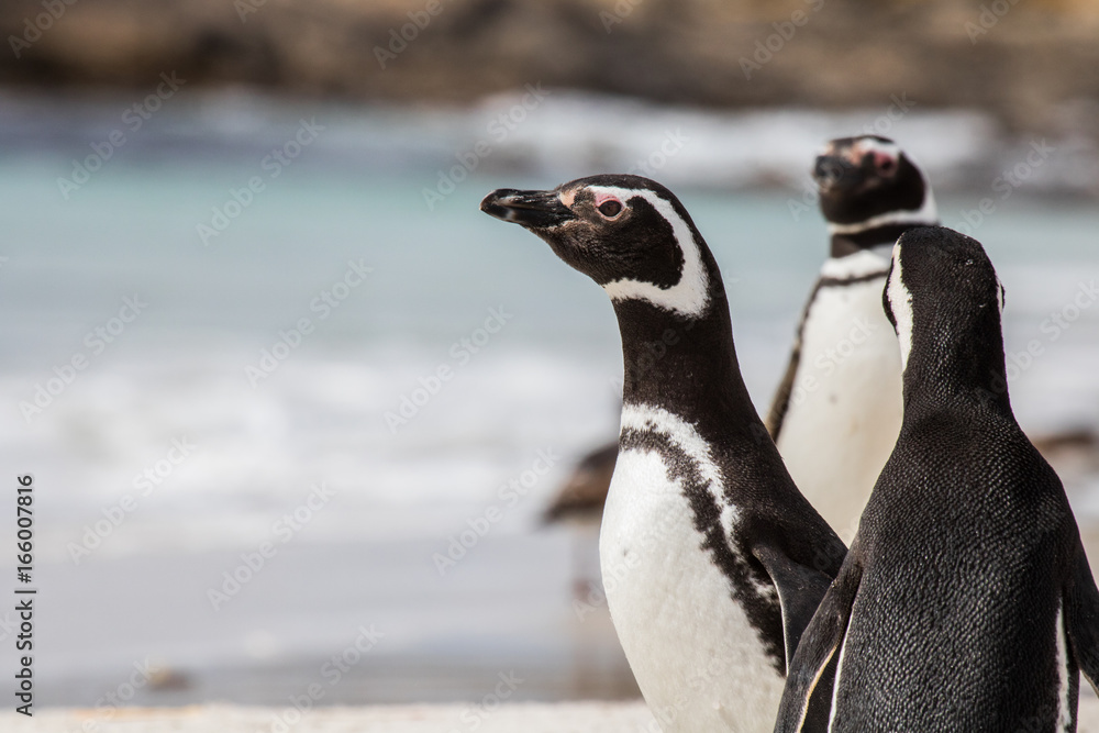 Naklejka premium magellanic penguin