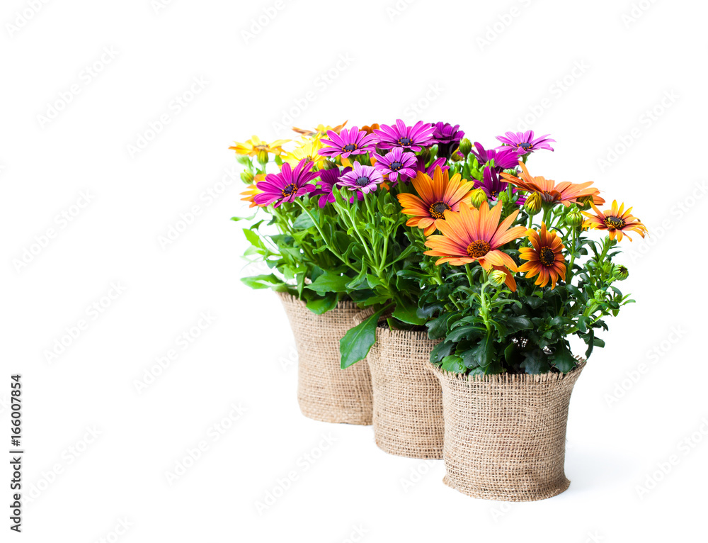 beautiful  colorful daisy flowers in small pots decorated with sackcloth isolated on white