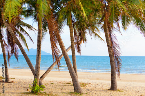 Fototapeta Naklejka Na Ścianę i Meble -   landscape sea palm beach
