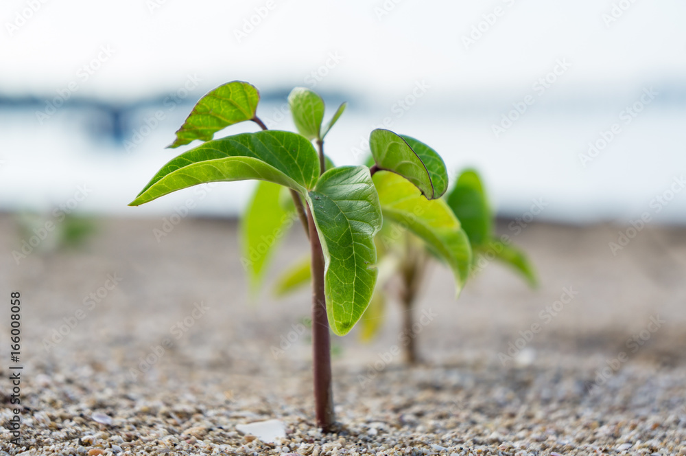 little green tree on the beach little green tree on the beach