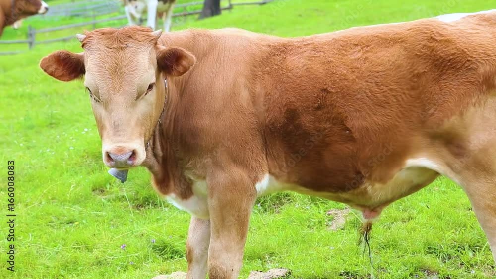 Cute baby calf cow and annoying flies on its face. Cow peeing on green grass in meadow in highland countryside. Real time full hd video footage. Cute baby calf cow and annoying flies on its face. Cow peeing on green grass in meadow in highland countryside. Real time full hd video footage.