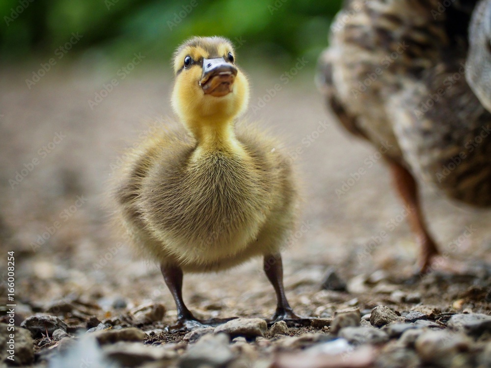 Duckling Duckling