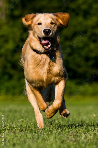 Golden Retriever Running on Field