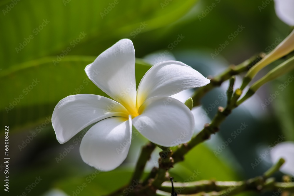 Fototapeta premium 白いモクレン花