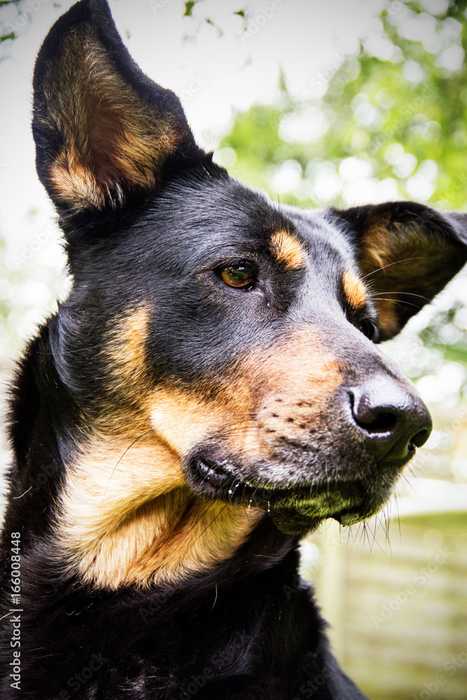 Dobermann Mischling Portrait