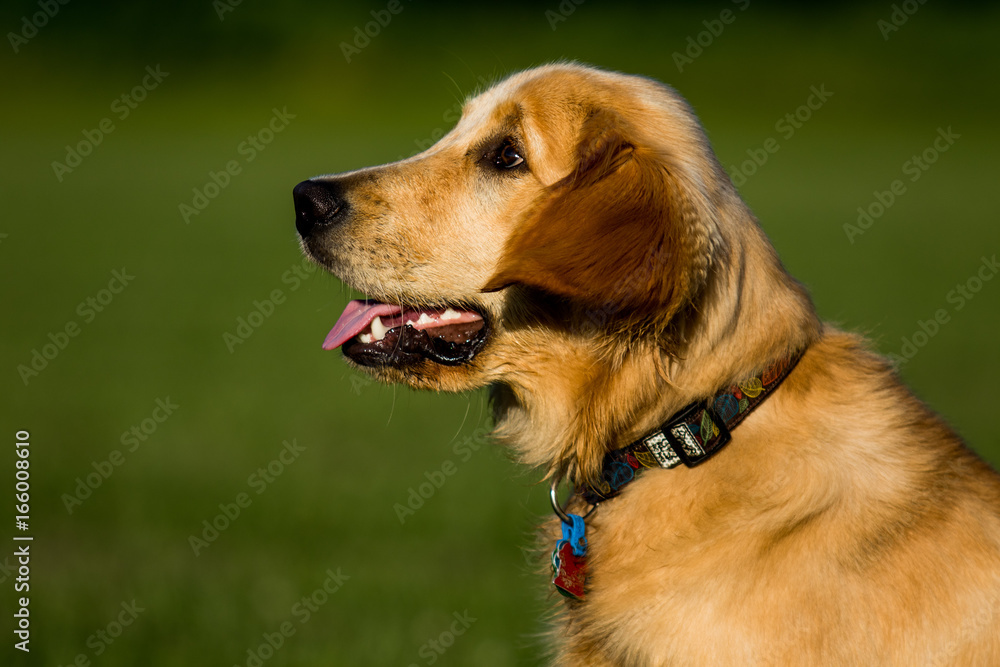 Obraz premium Golden Retriever on Field