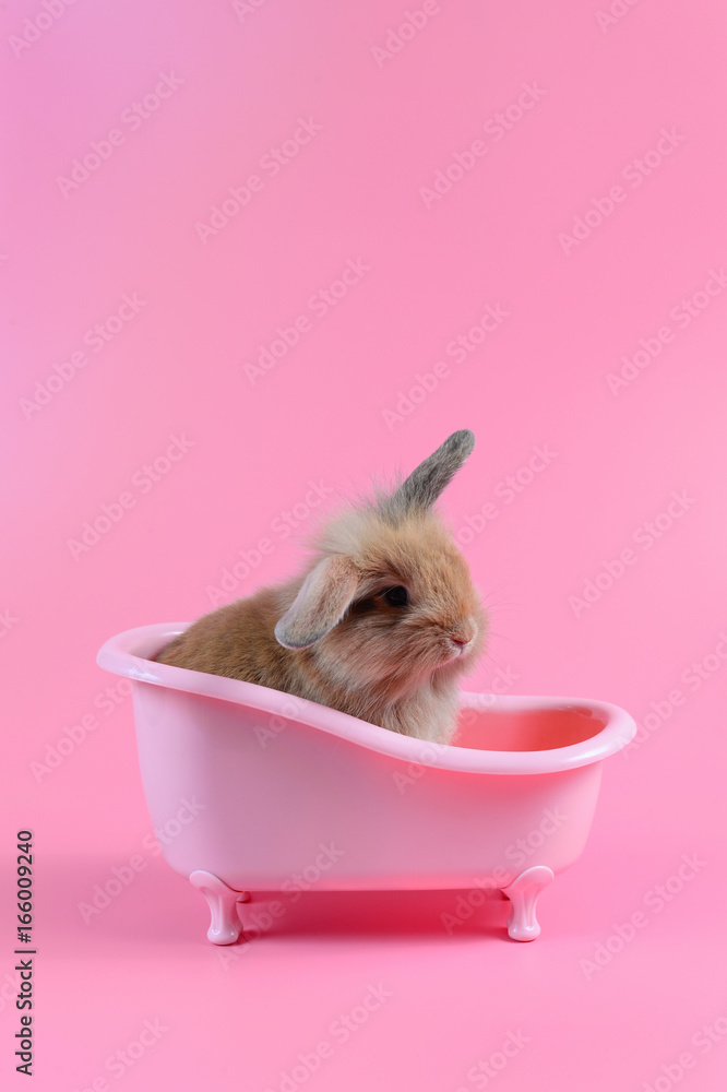 Naklejka premium fluffy brown bunny in pink bathtub on clean pink background, little rabbit