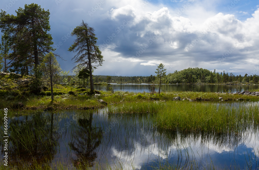 Lake and pine tree landscape