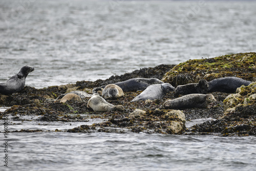 Common Harbor Seals Phoca Vitulina relaxing on rocks in Anglesey Wales