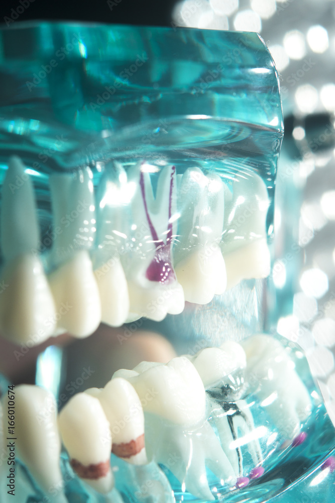 Dental teeth model root Dental teeth model root