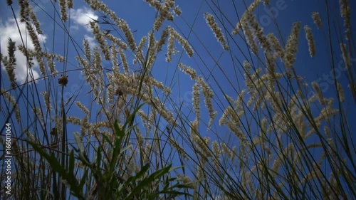 Untouched wild nature, grass on the slopes of the Hadzhibey estuary. Melica transsilvanica, Red Spire, is a species of grass in the Poaceae family photo