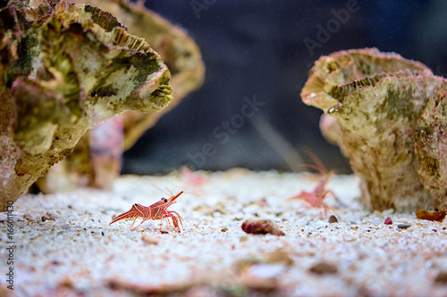 Red prawn on sand in aquarium. photo