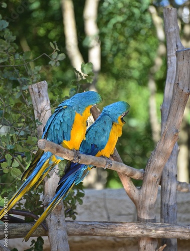 aras bleu sur branche blue & yellow macaw