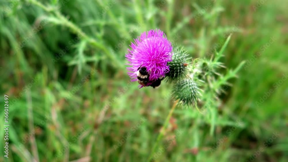 Biene auf Distel Blüte