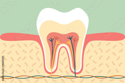 healthy tooth anatomy