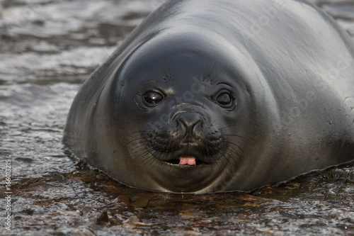 Funny elephant seal