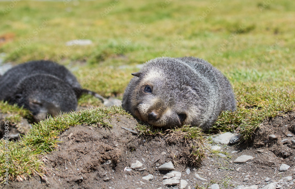 Naklejka premium Fur seal pup, South Georgia