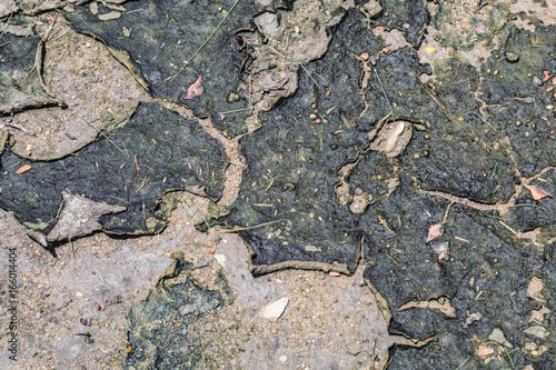 Dried algae on the floor