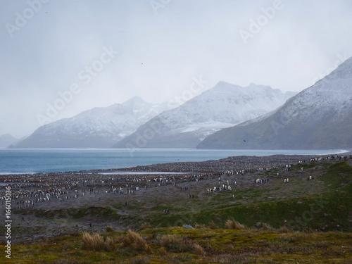 Largest king penguin colony South Georgia