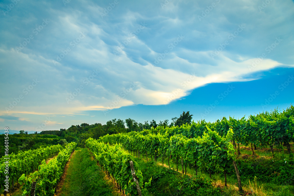 Storm over the vineyard