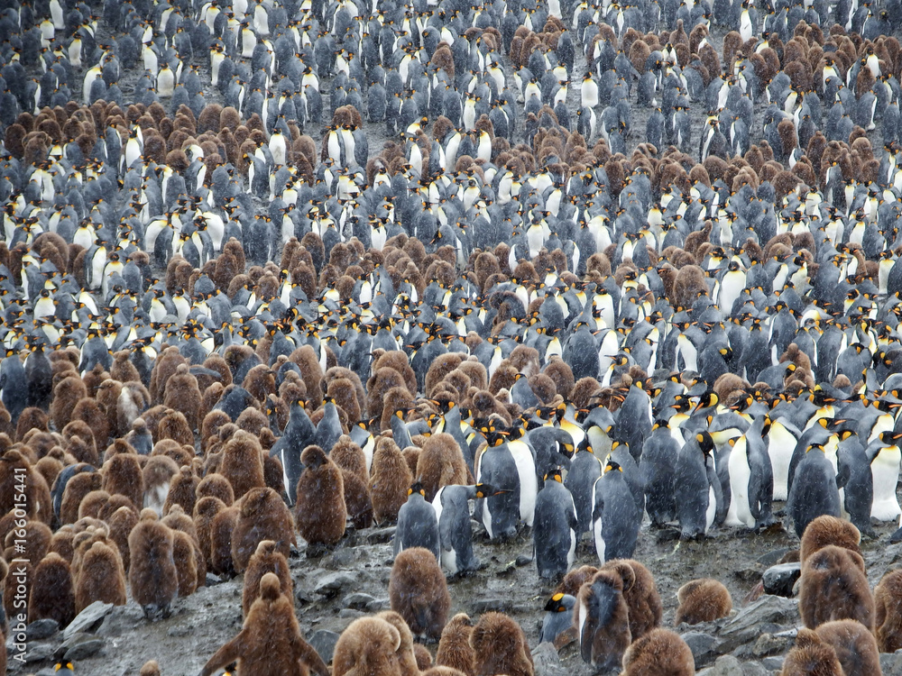 Naklejka premium Largerst king penguin colony, South georgia
