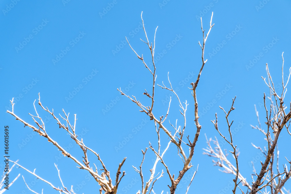 dry tree branch against blue sky