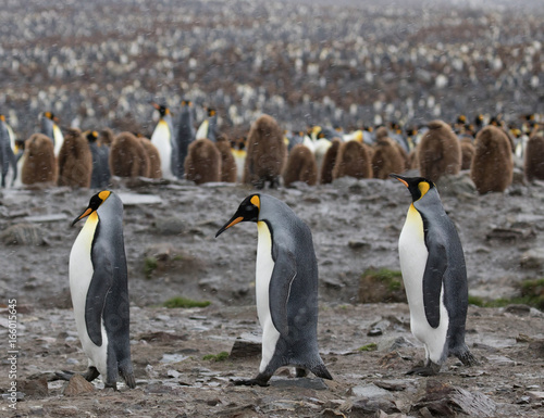 Largerst king penguin colony, South georgia