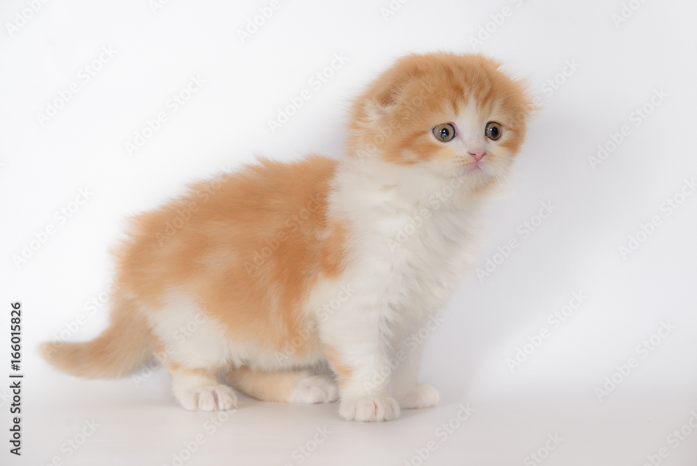 Fototapeta premium Red-haired white lop-eared kitten on white background