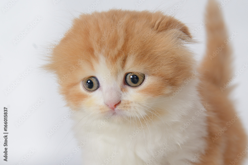 Portrait of scared Red-haired white lop-eared kitten on white background