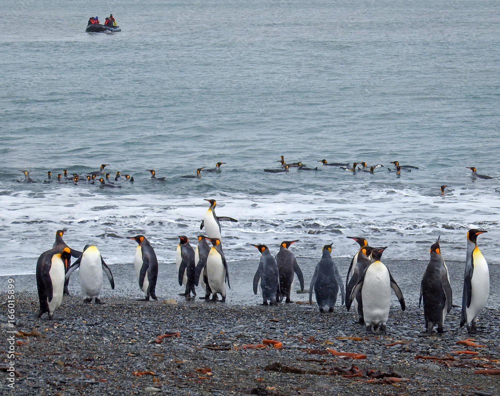 Obraz premium King penguins on beach with zodiac