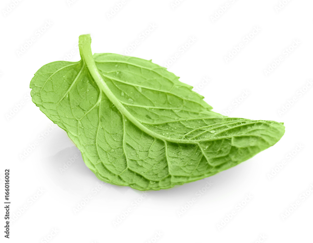 Fresh lemon balm leaf on white background Fresh lemon balm leaf on white background
