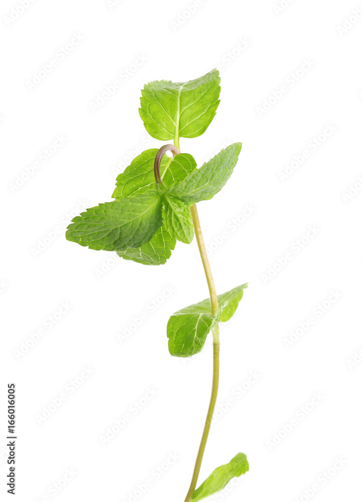 Fresh lemon balm on white background Fresh lemon balm on white background
