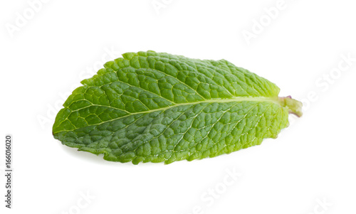 Fresh lemon balm leaf on white background