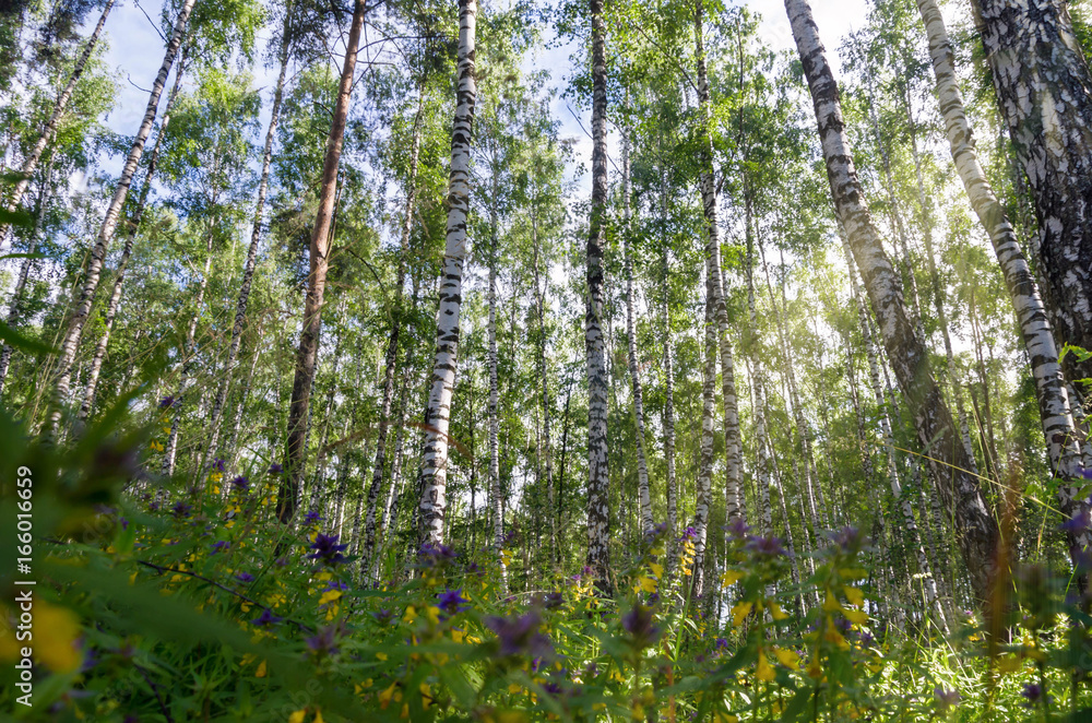 Fototapeta premium Melampyrum nemorosum in the sun in the birch forest.