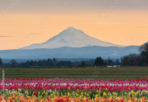Fototapeta Naklejka Na Ścianę i Meble -  Mount Hood and tulips