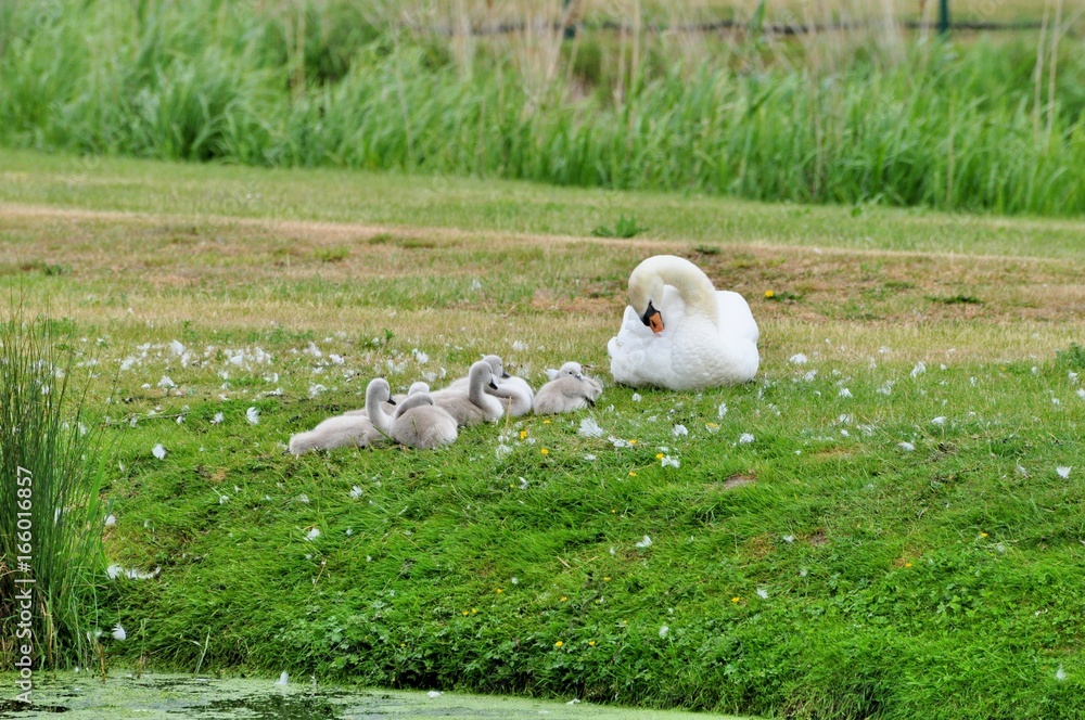 Fototapeta premium Un cygne avec ses jeunes