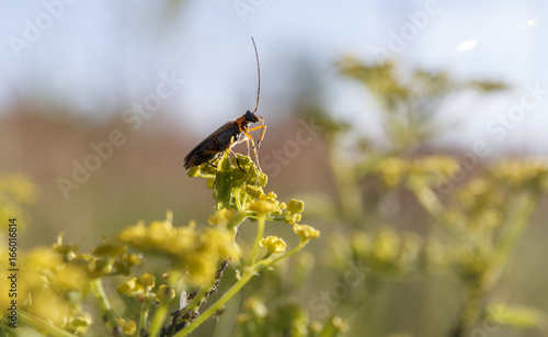 long antennae beetle on yellow flower.
