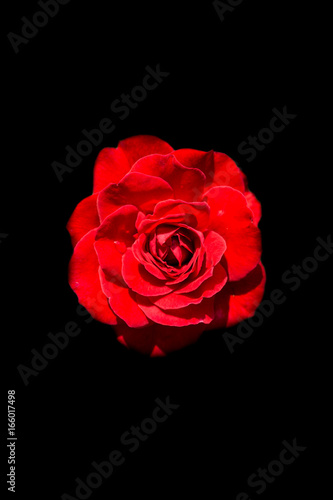 Red Rose Isolated