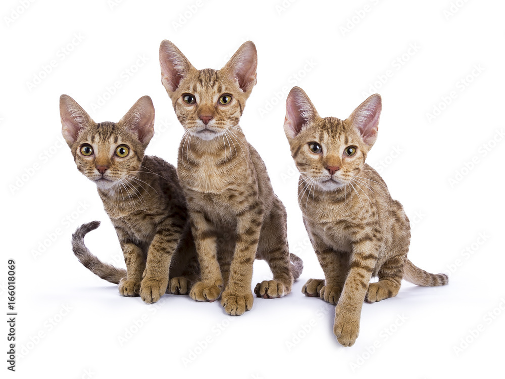 Row of three Ocicat kittens facing camera ready to jump isolated on white background